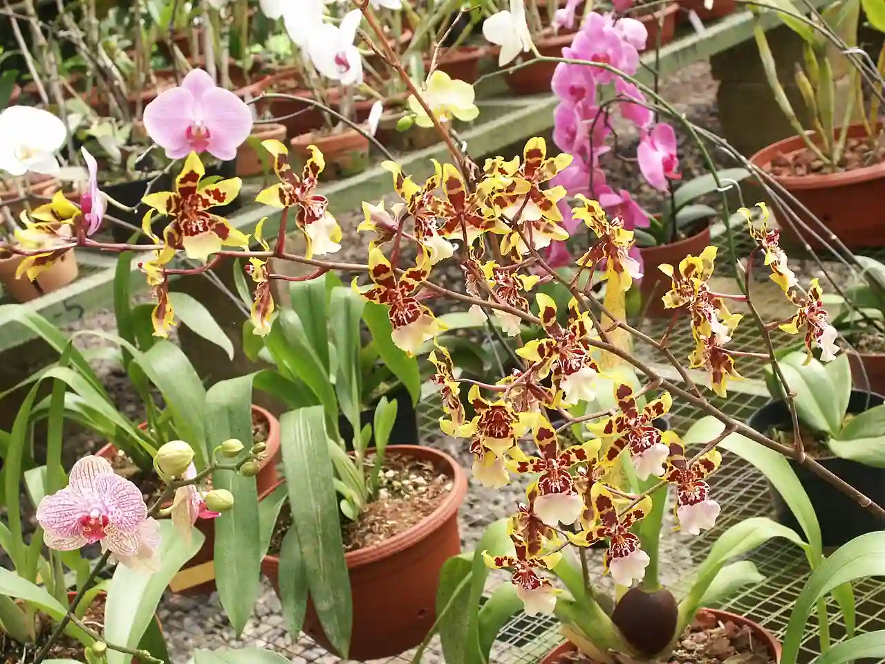 Orchids-Lankester