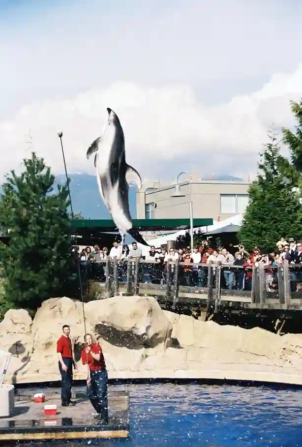 Vancouver aquarium dolphin