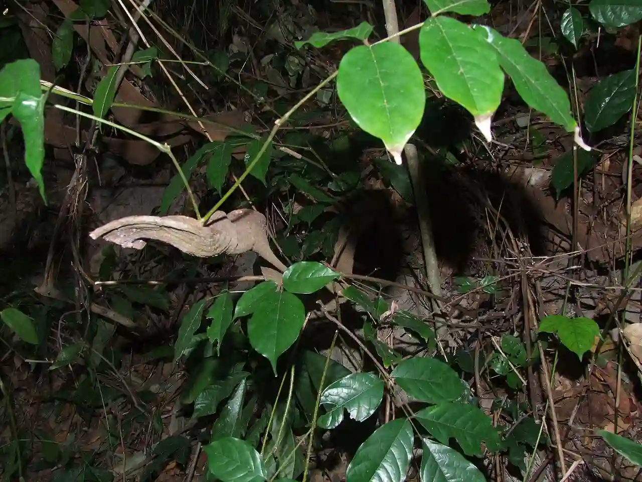Millettia puguensis @ Pugu hills