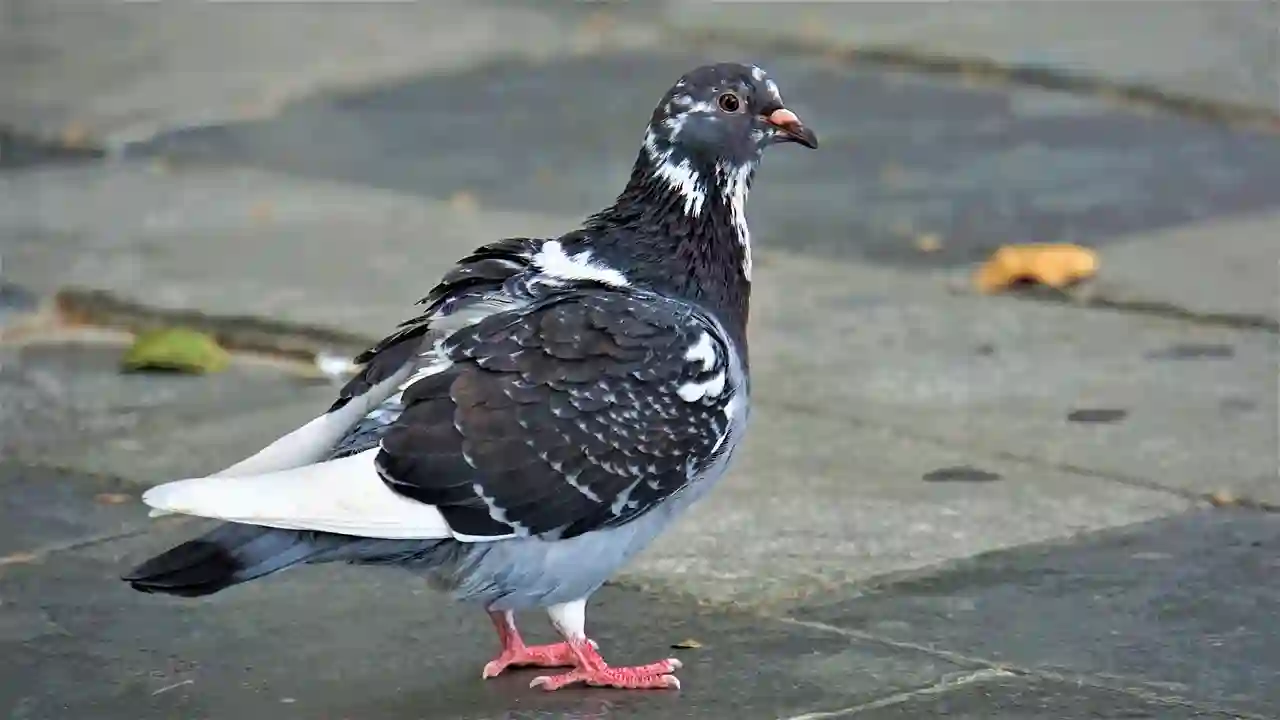 بالما دي مايوركا - 3