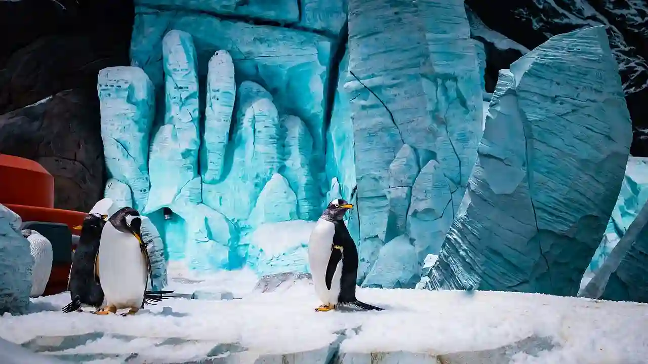 Penguin portrait in the Sea world aquarium, Abu Dhabi city, UAE