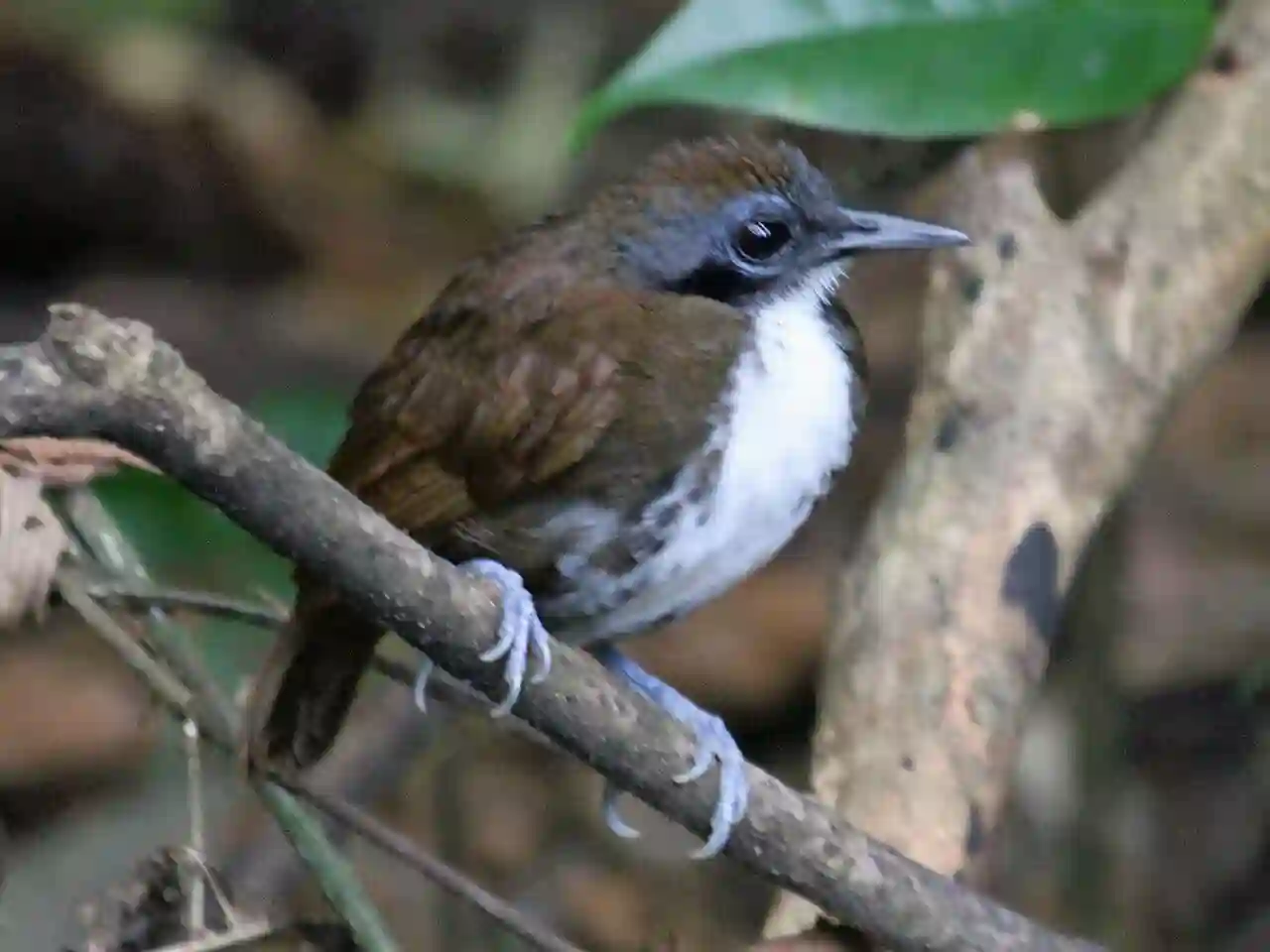 Bicolored Antbird RWD7