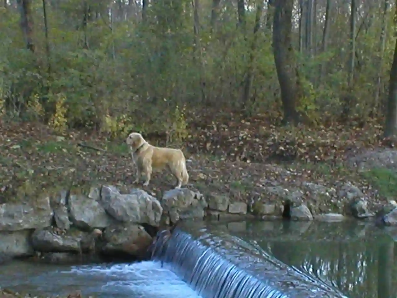Dog in englischer garten munich