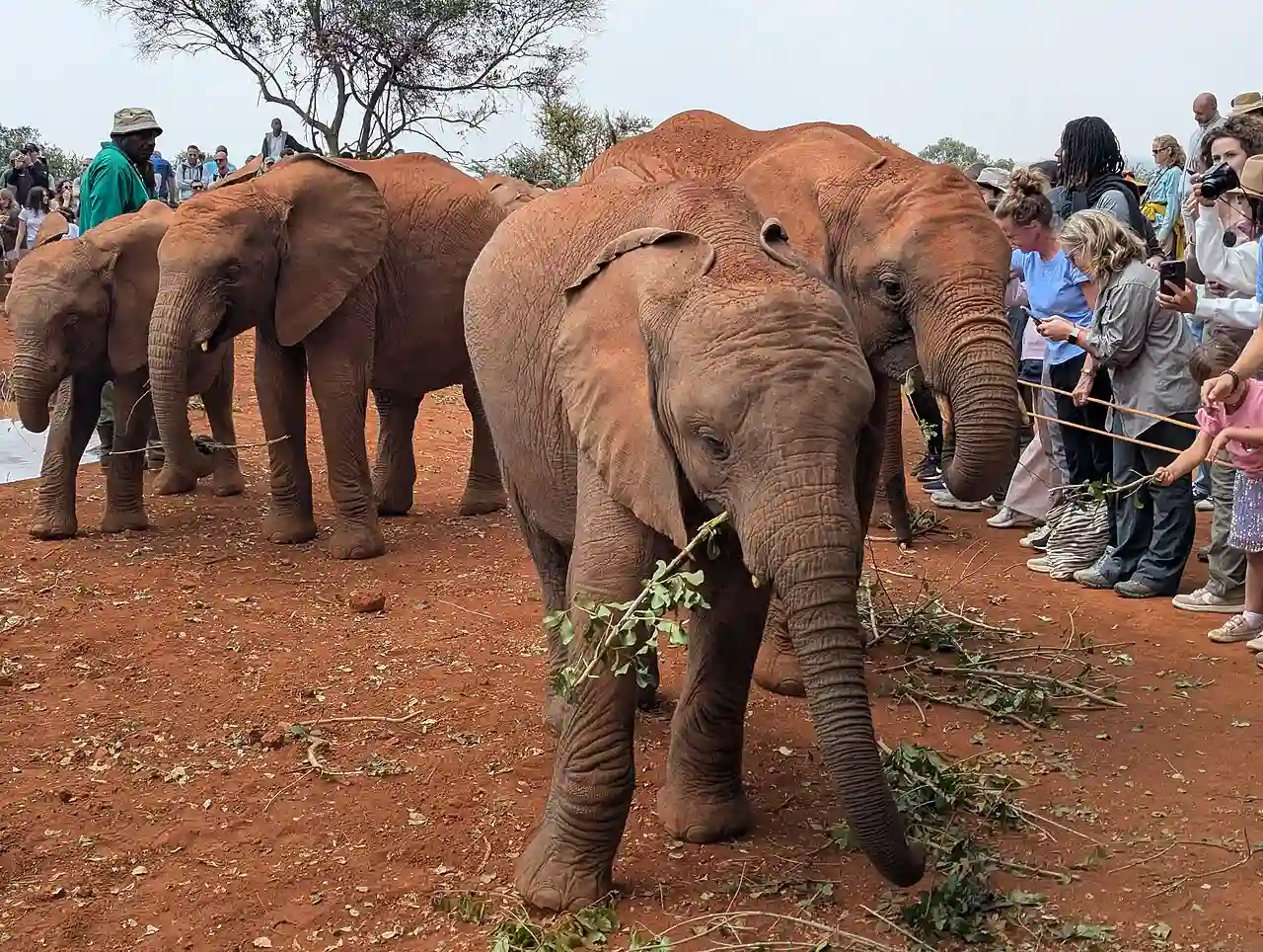 Elephant with branch at Sheldrick Wildlife Trust Nursery