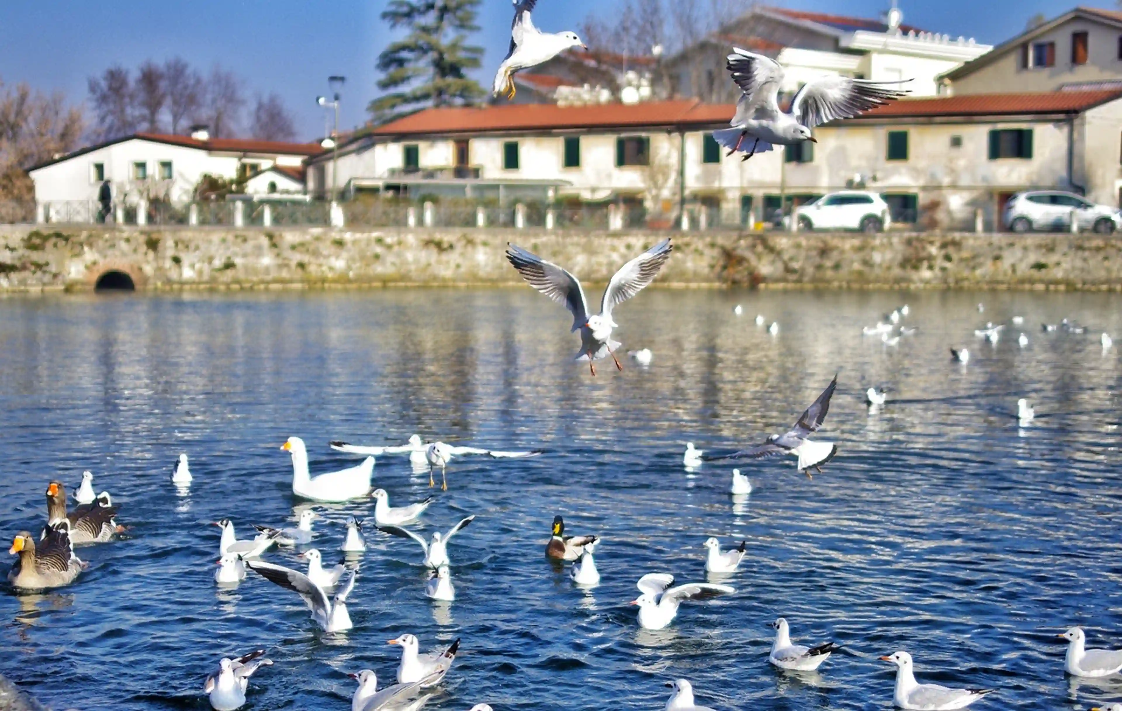 Verona - 1