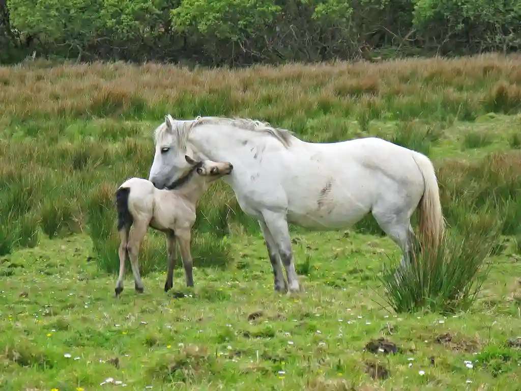 Connemara - Connemara National Park, Connemara Ponies