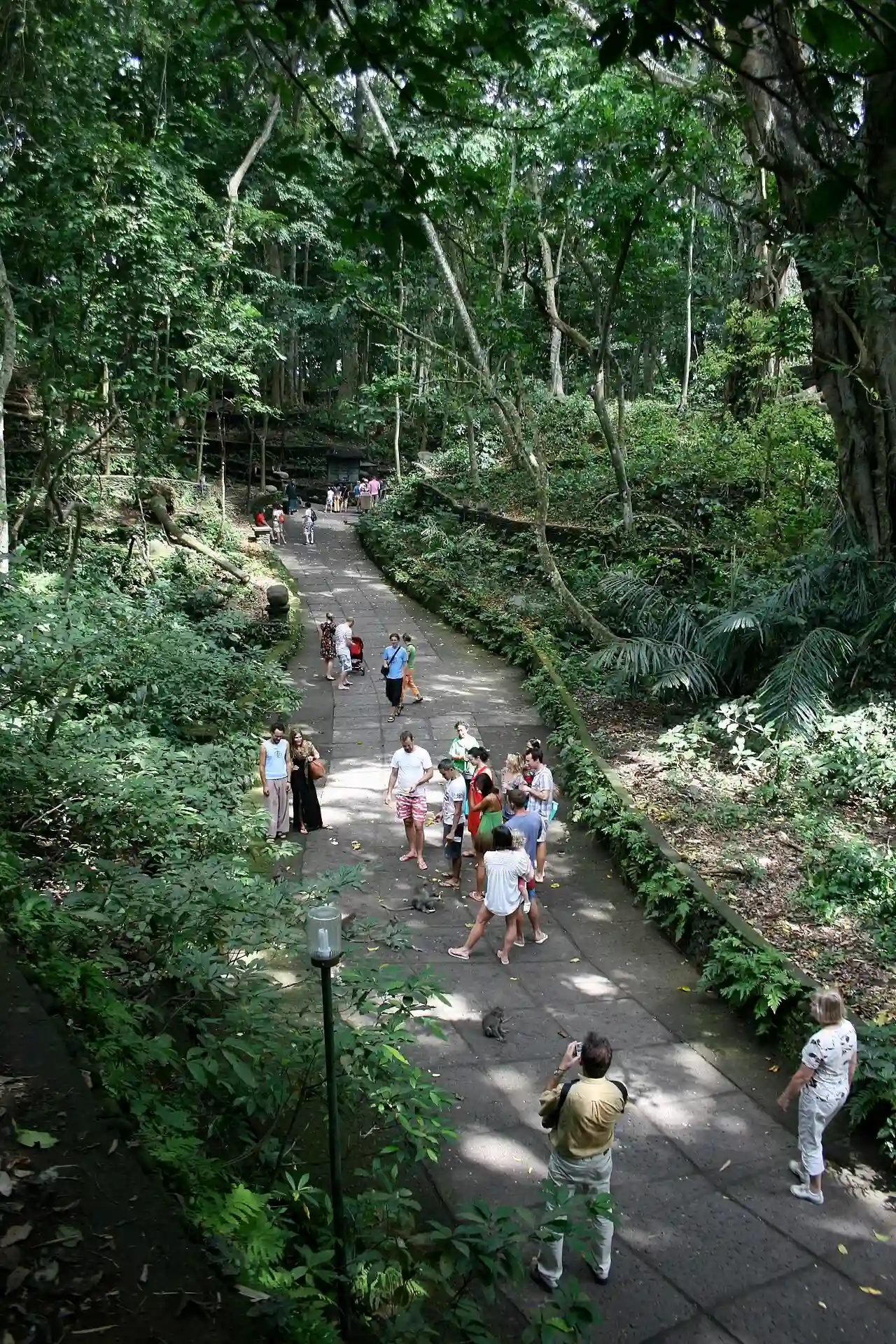 Monkey Forest
