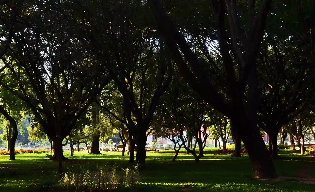 Cubbon Park W
