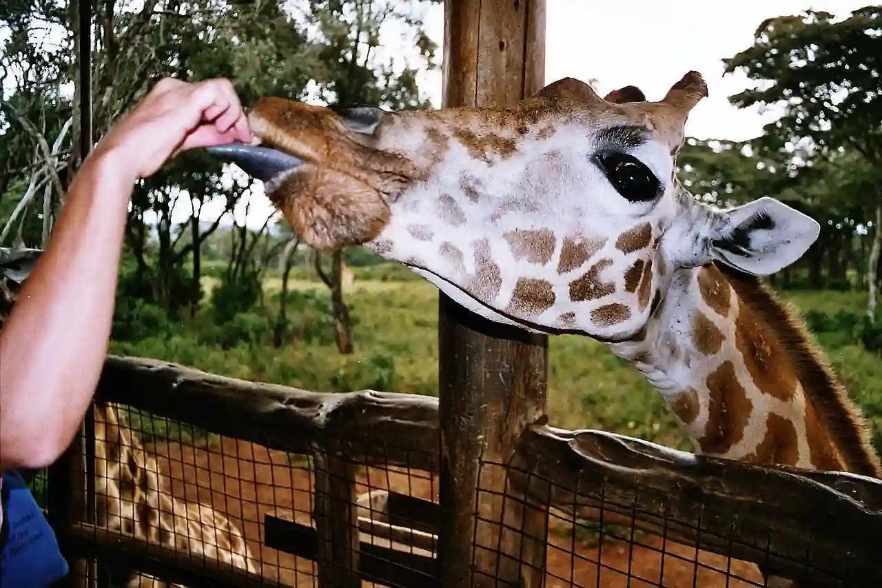 Giraffe feeding