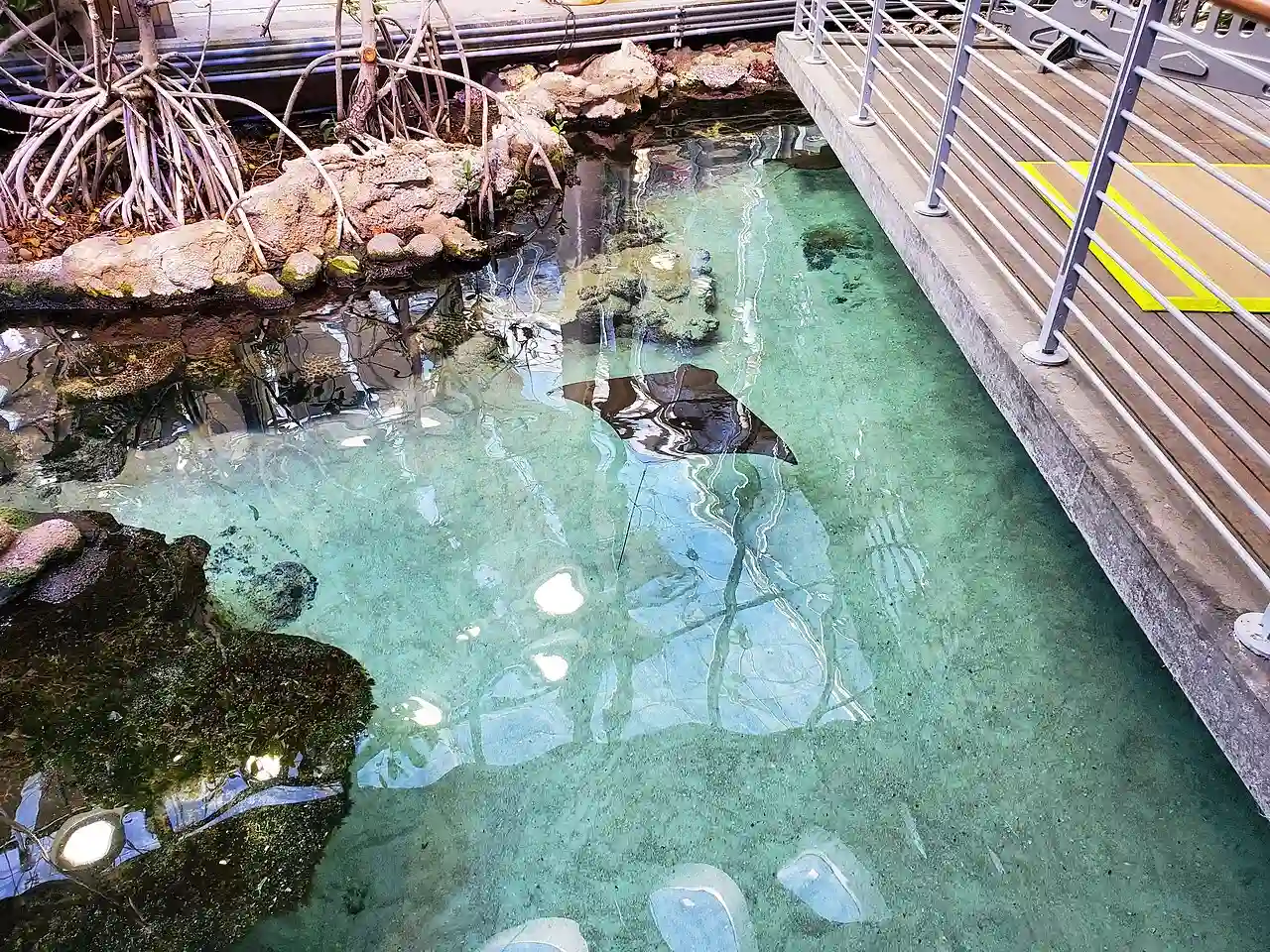 CaliforniaAcademyOfSciencesAquarium2