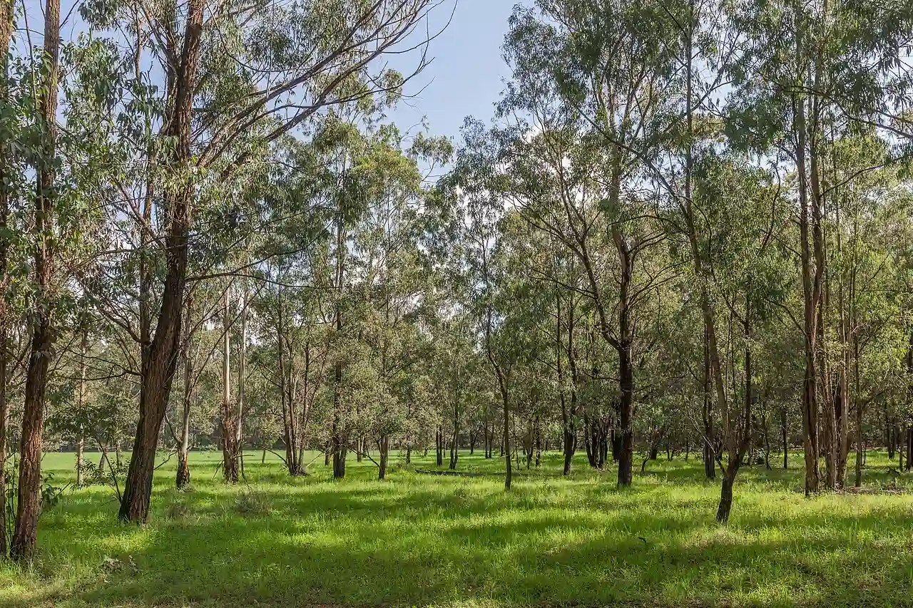 Karura Forest, Nairobi (53550853911)