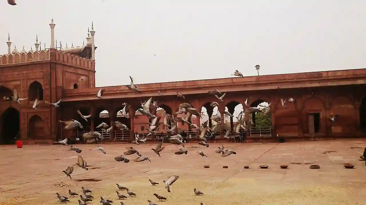 Birds at the Jama Masjid