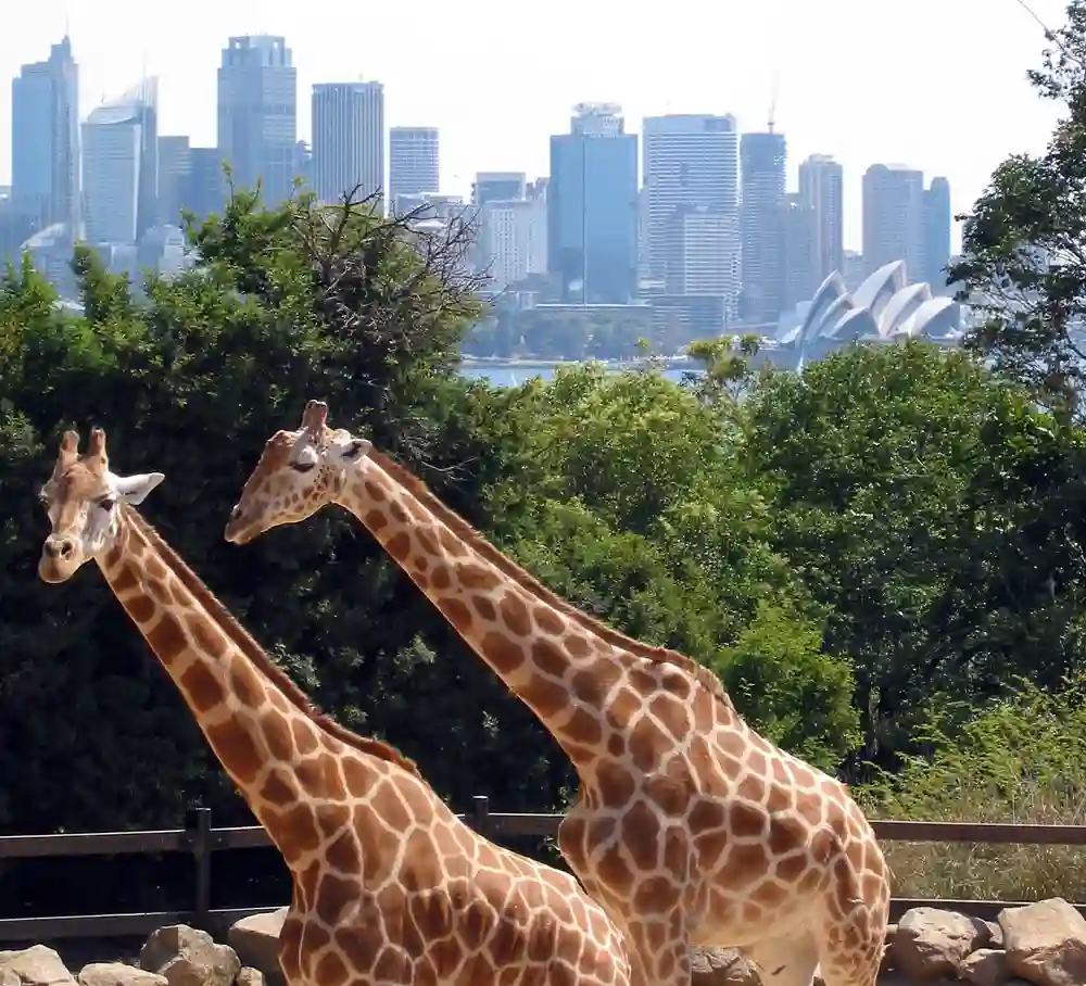 Sydney taronga zoo