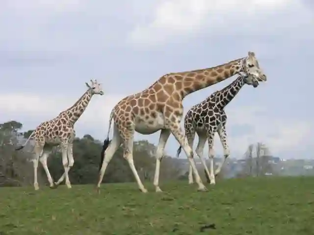 A family of giraffes at Fota Wildlife Park (geograph 2885200)