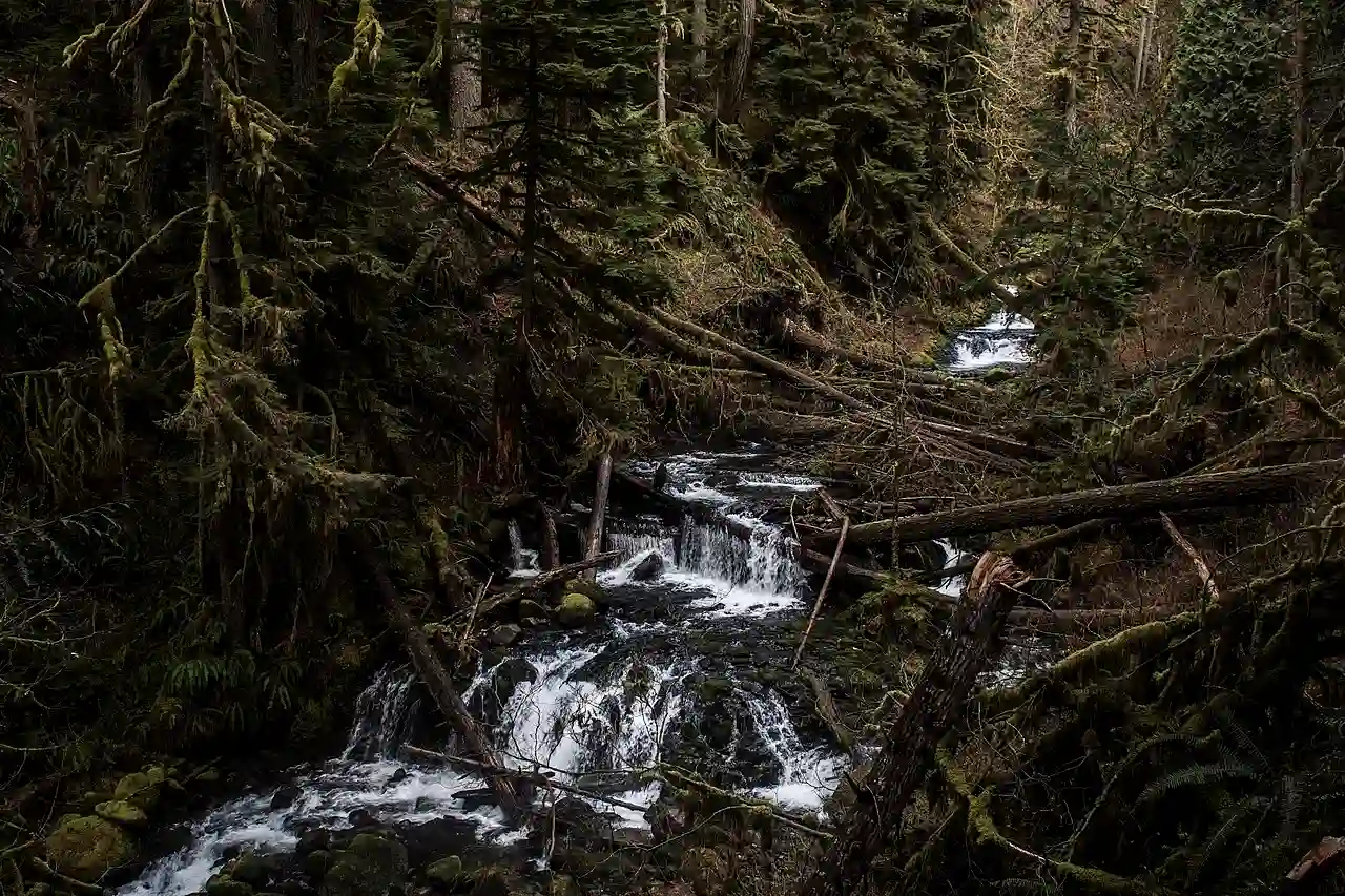 Fallen trees across river above Multnomah Falls