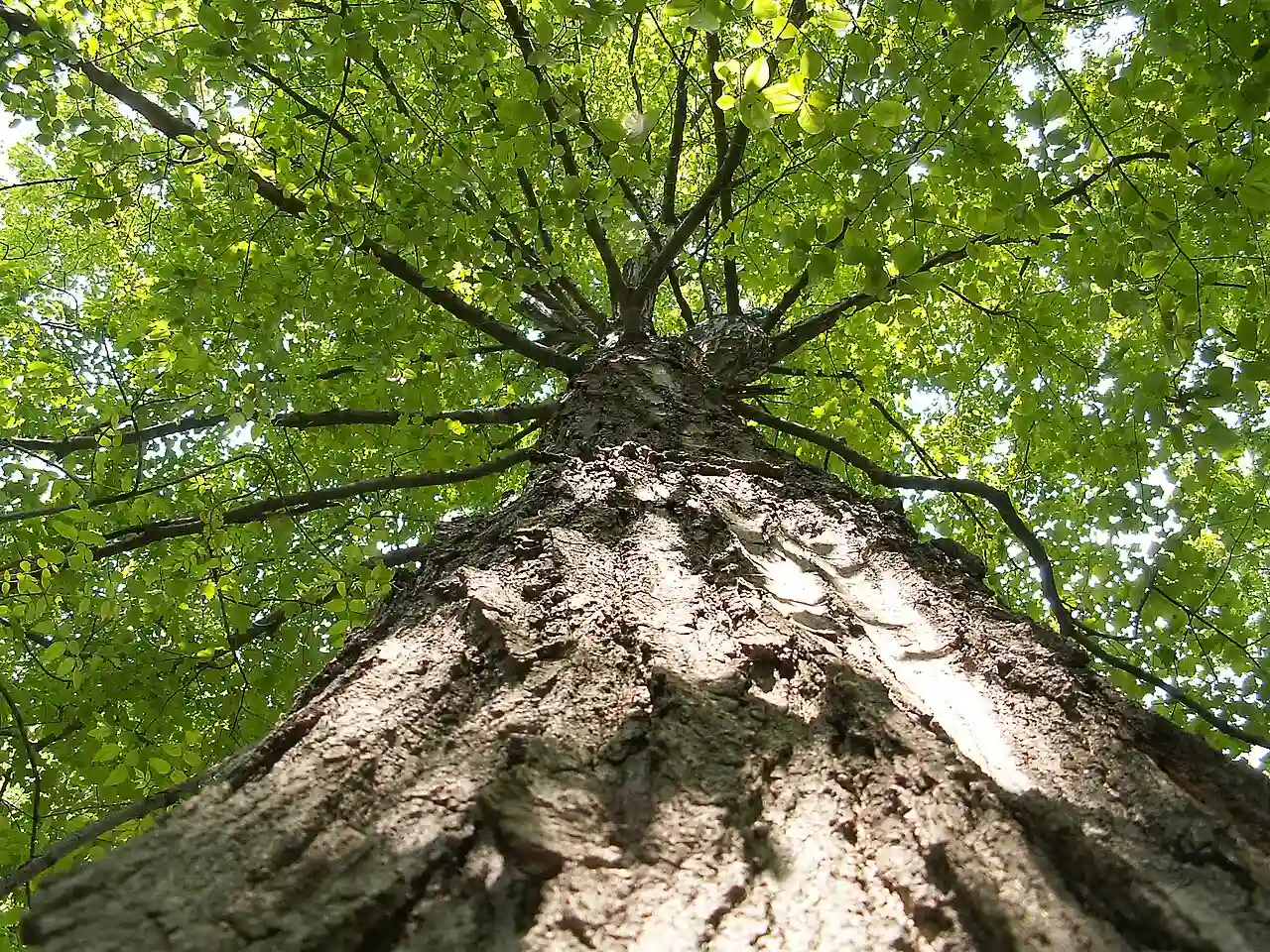 AcerSaccharum