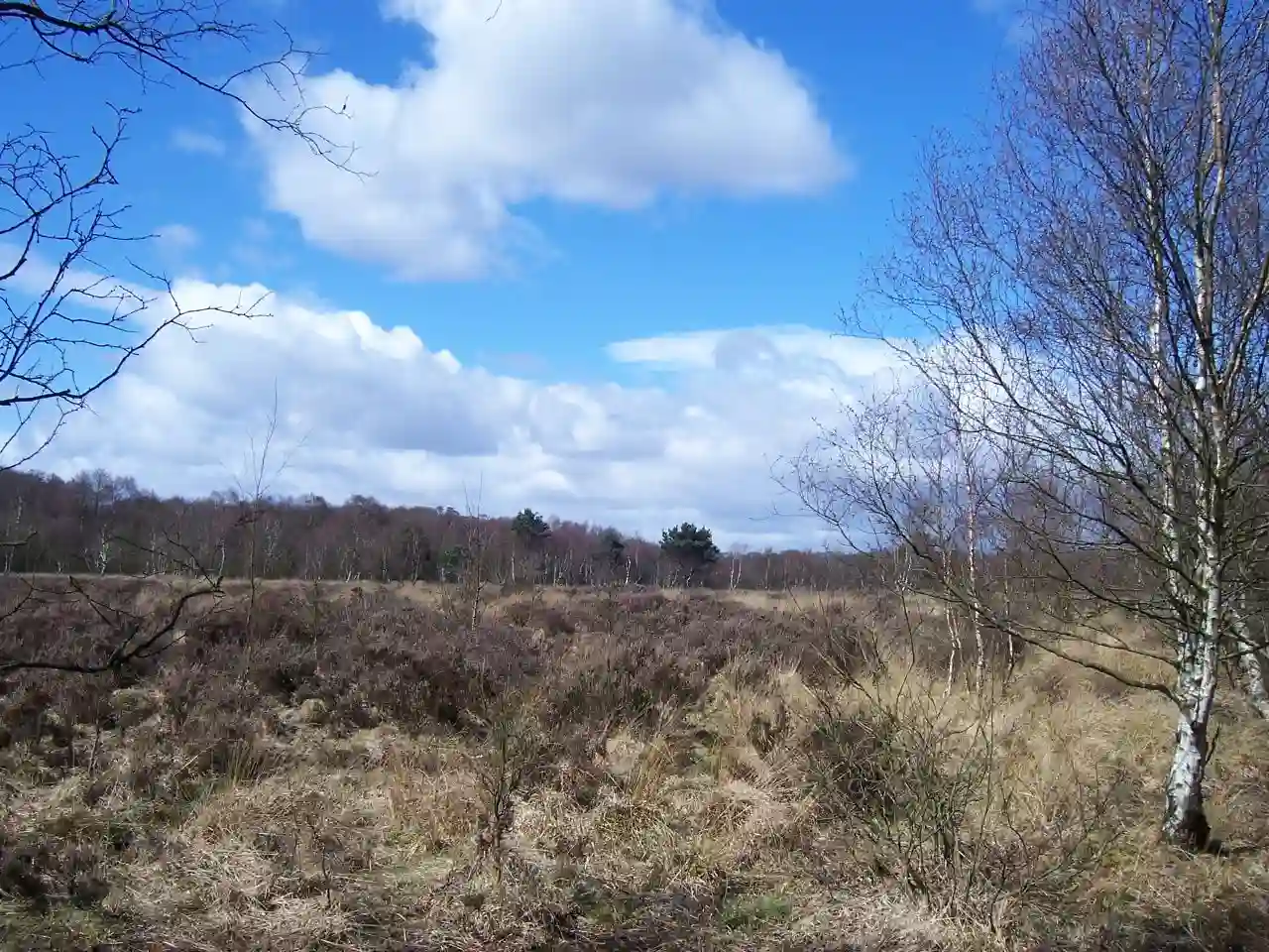 Heathland I