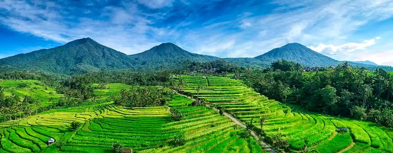 Jatiluwih rice terraces