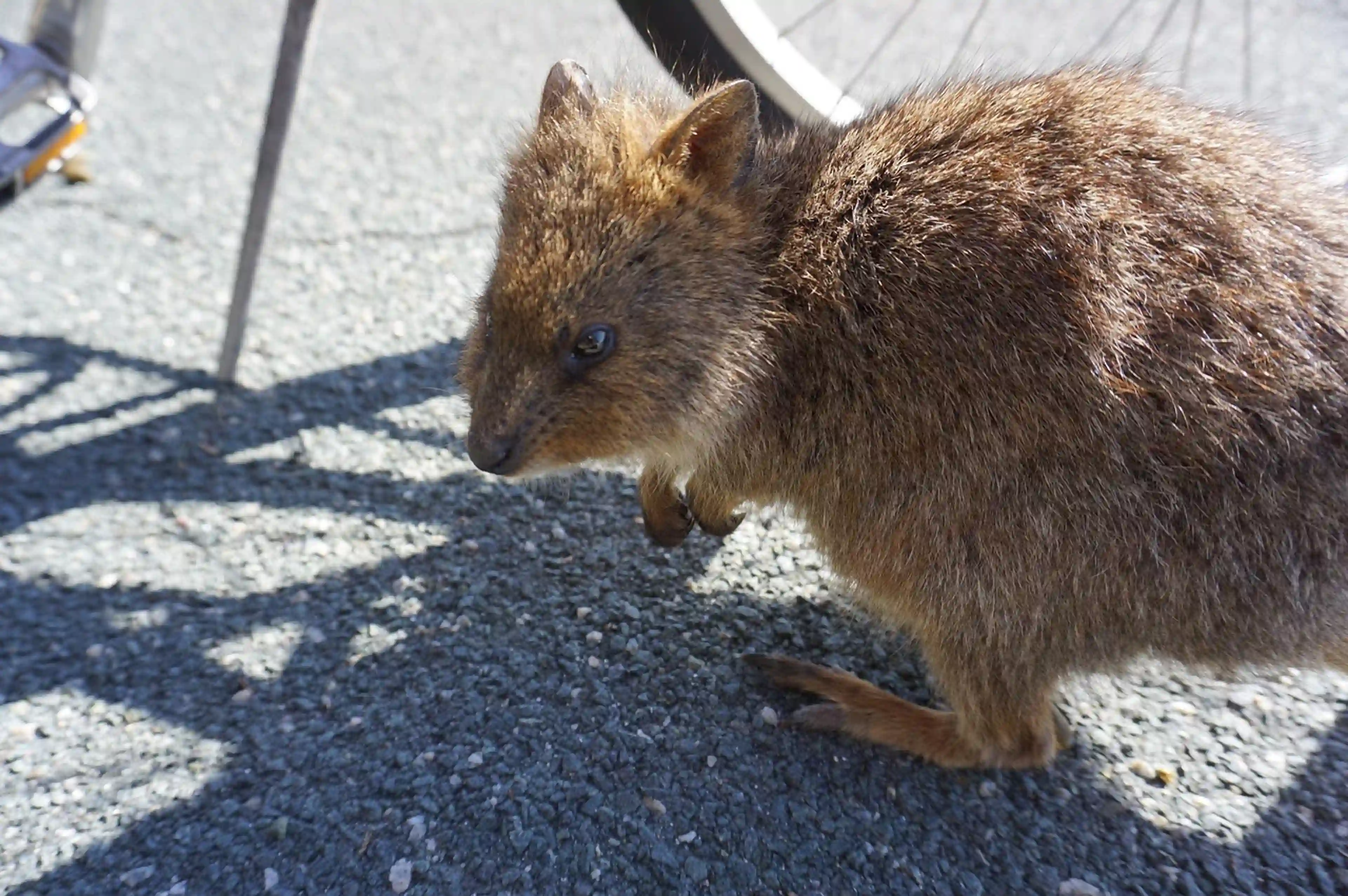 Perth - 4