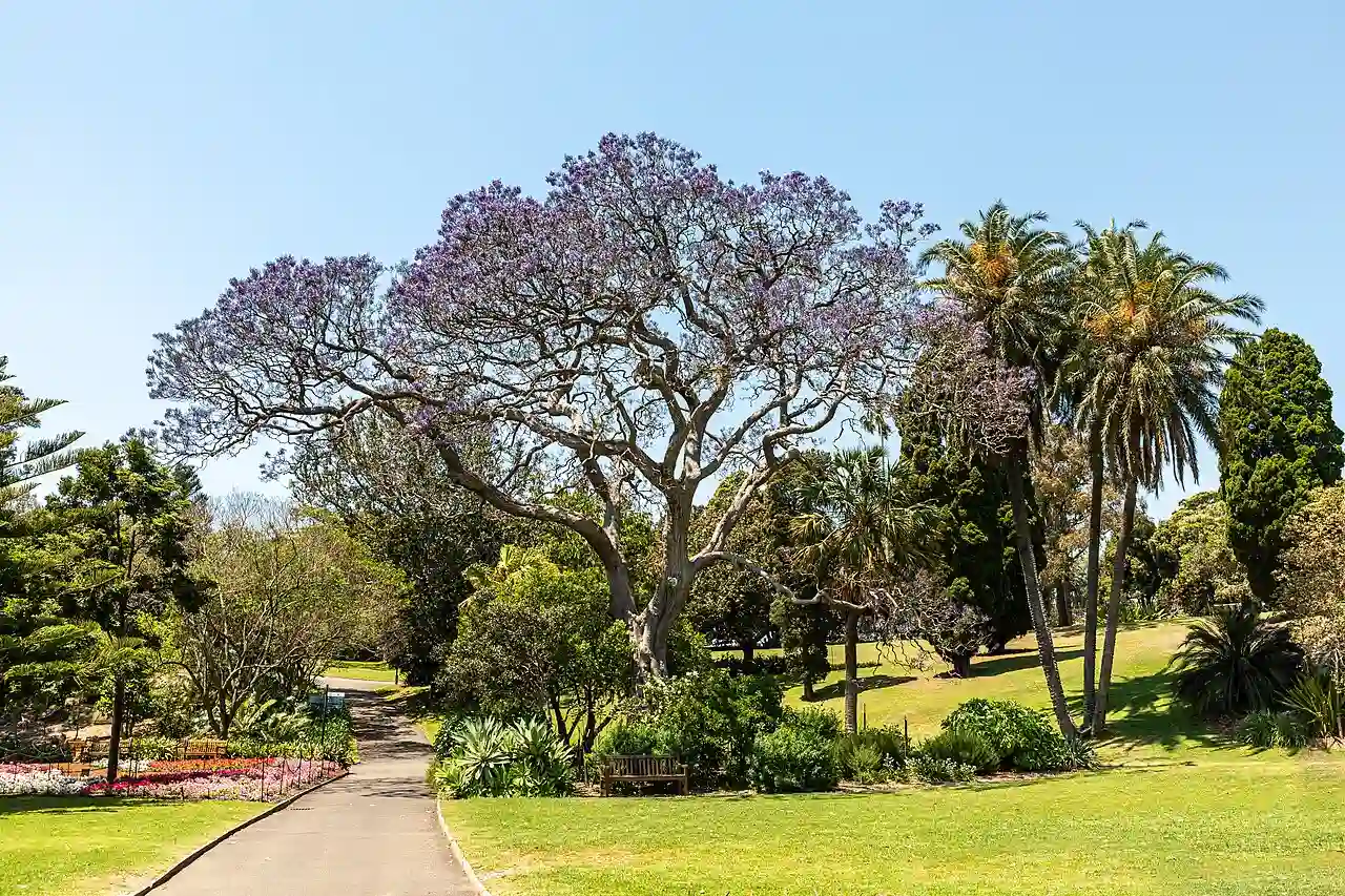 Sydney (AU), Royal Botanic Gardens -- 2019 -- 3082