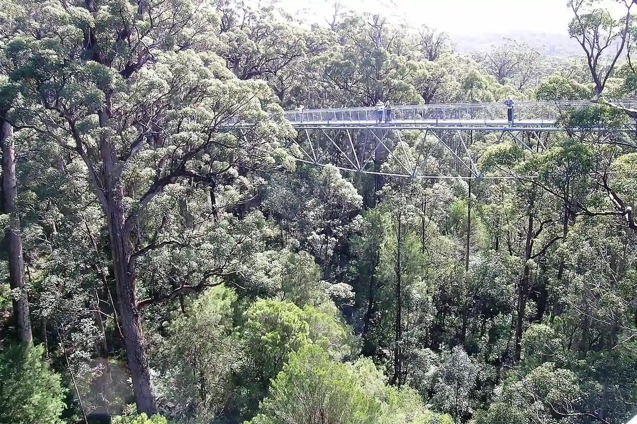 Walpole-Nornalup - Tree Top Walk 2