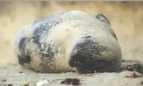 Harborseal