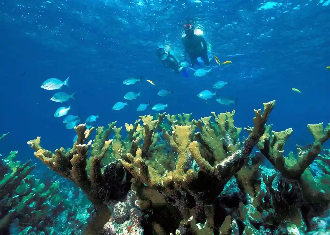 Biscayne NP snorkeling