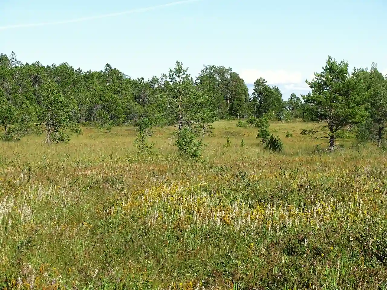 Boreal-bog-Trondheim
