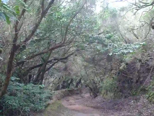 Monte las Mercedes-Llano el Loro