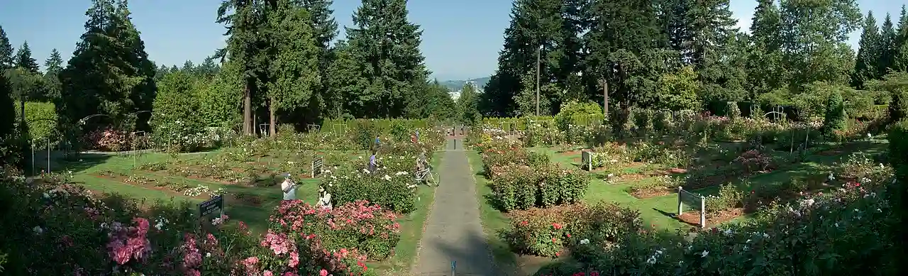International Rose Test Garden pano