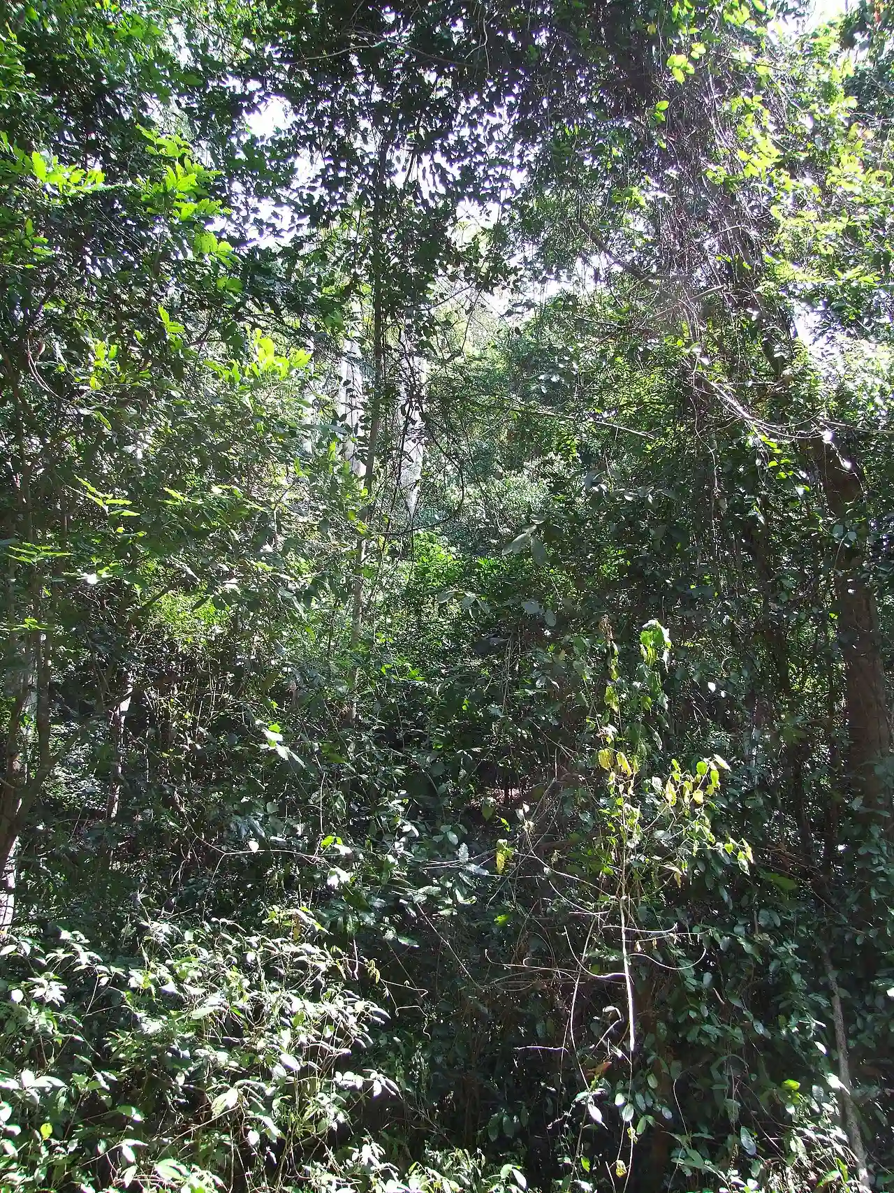 Coastal forest @ Pugu Hills