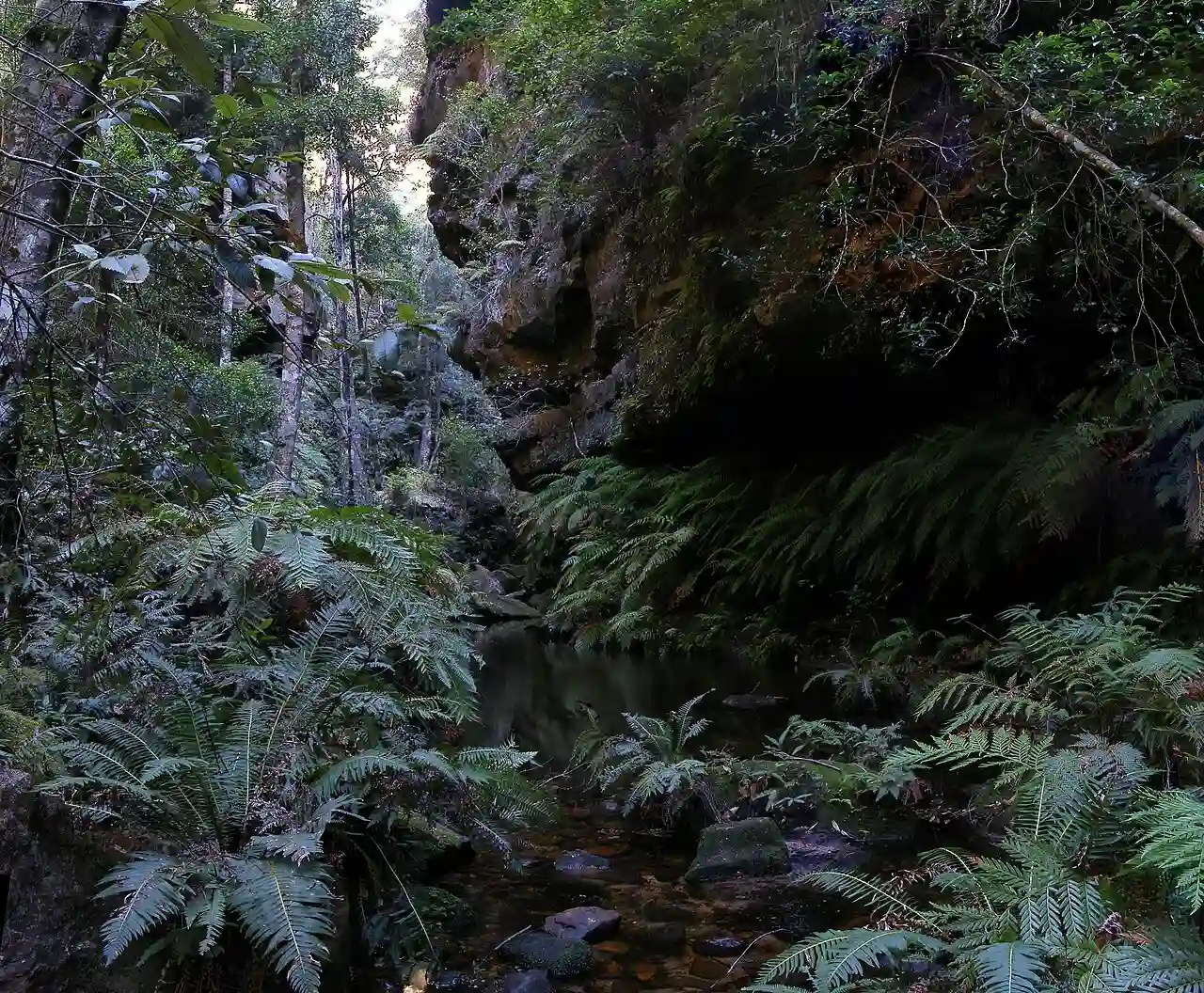 Rainforest,bluemountainsNSW