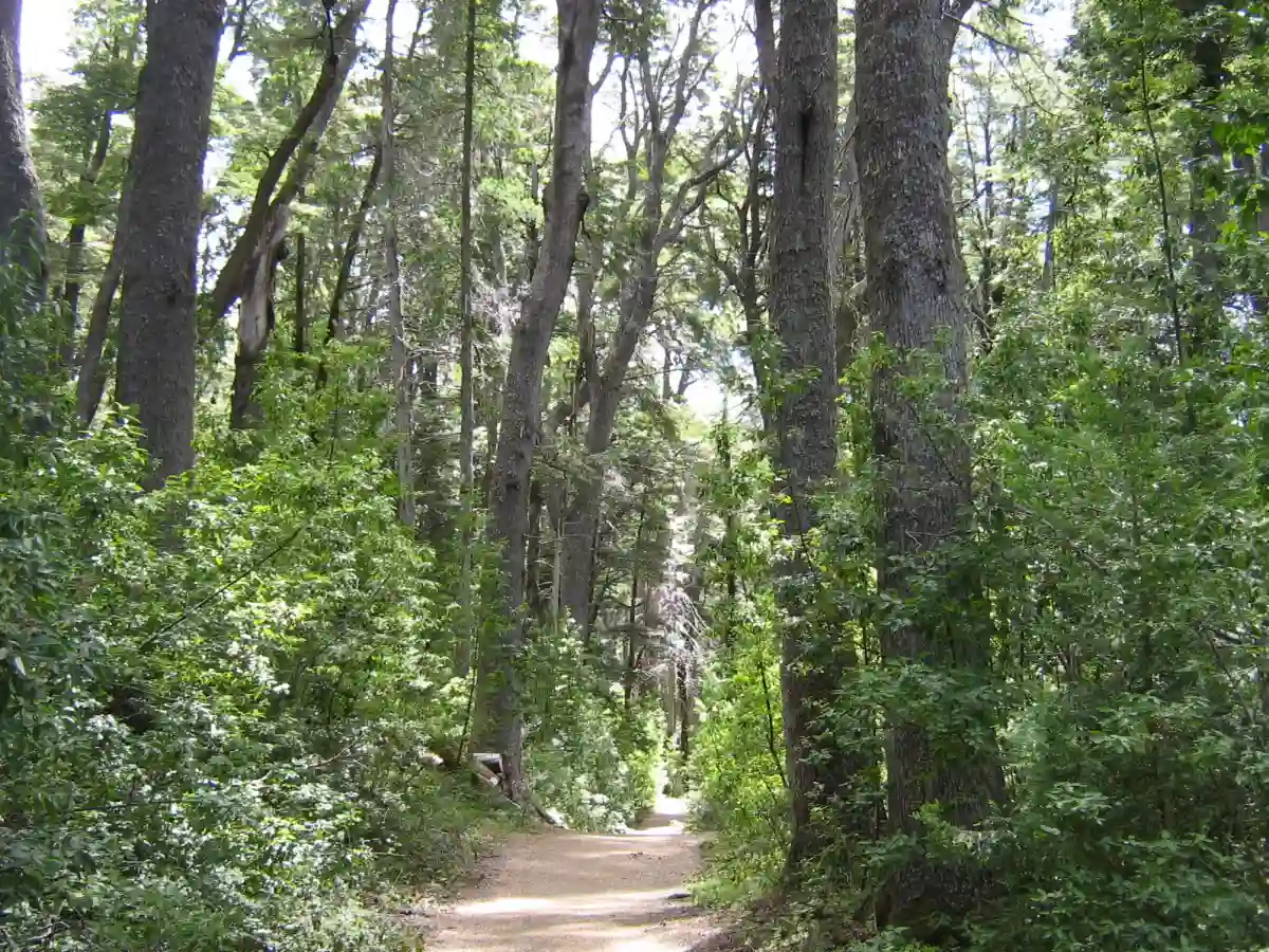 Bosque de Coihues