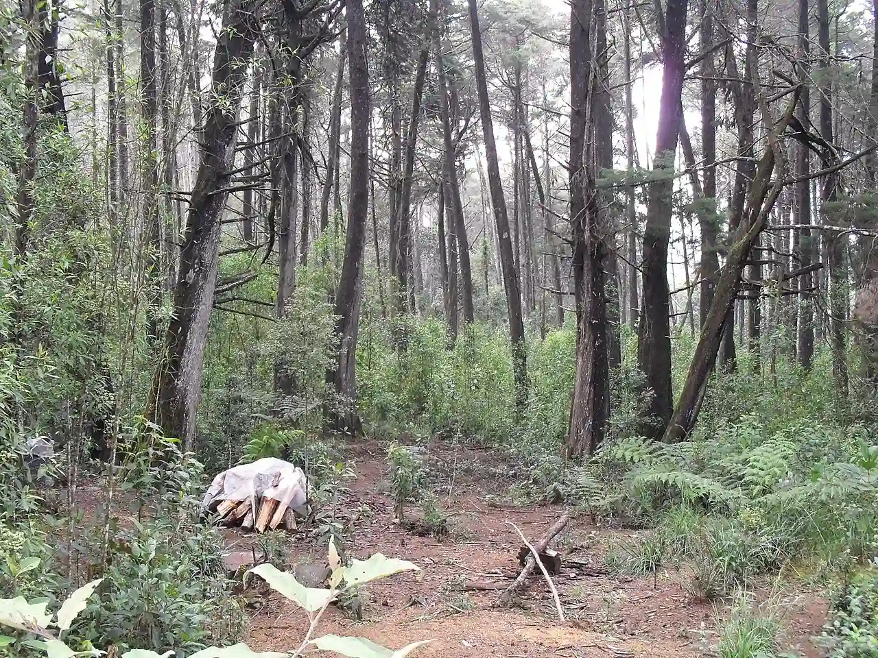 Bosque Parque Arví