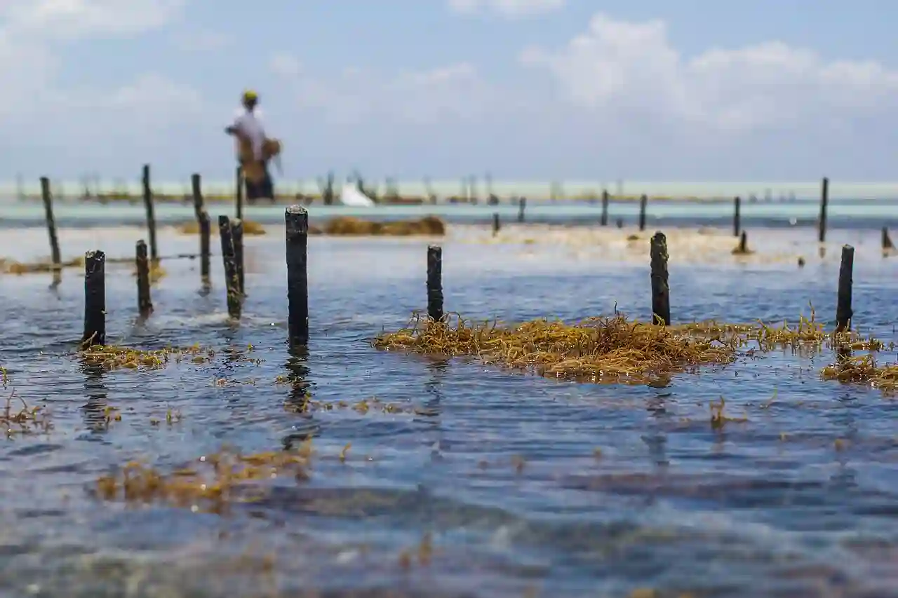 WomenWorking SeaweedZanzibar 3