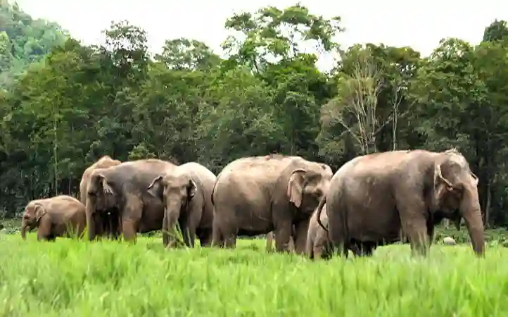The elephant herd of Elephant Nature Park