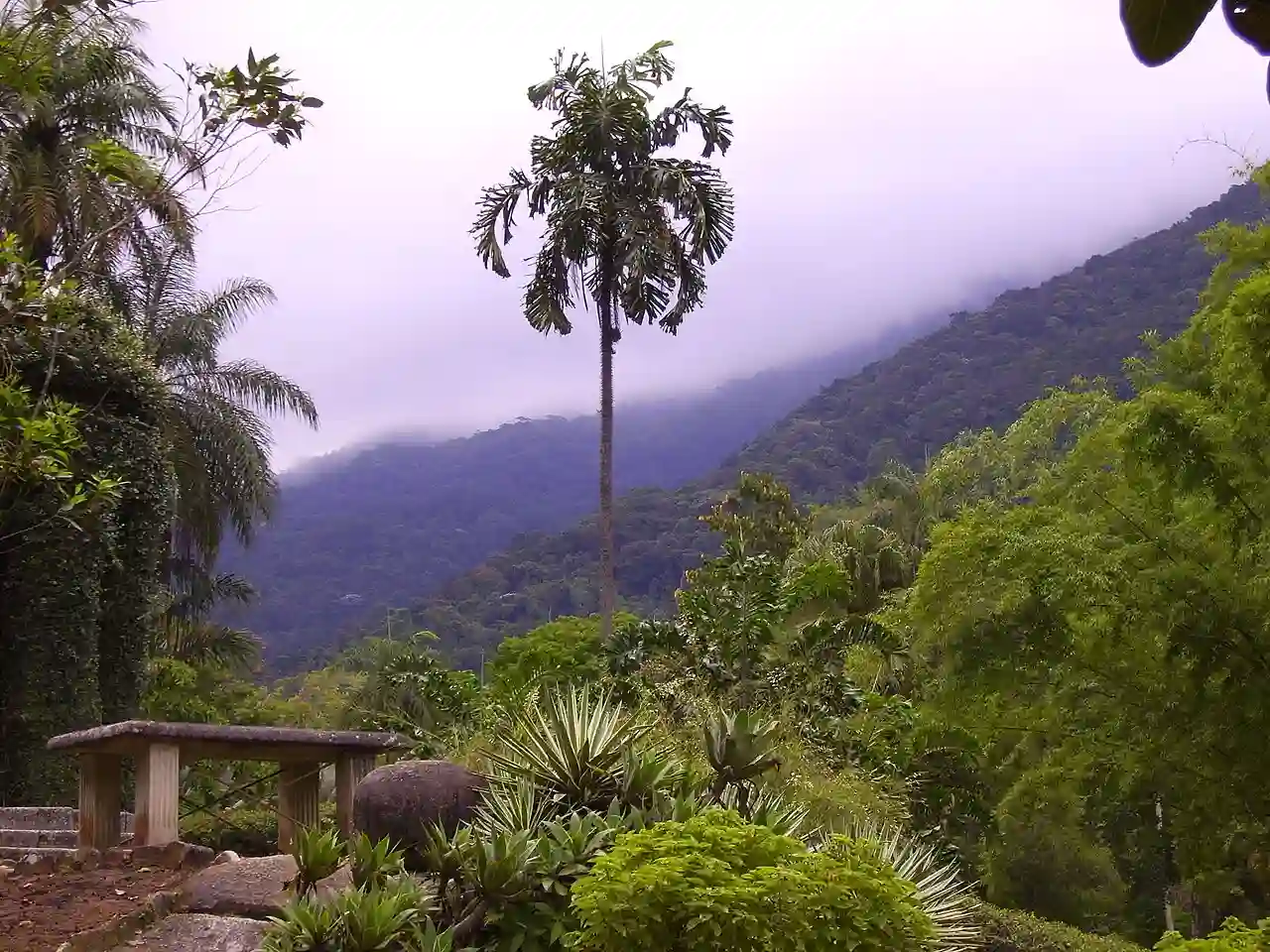 1920x2560 jardim botanico rio de janeiro brasil