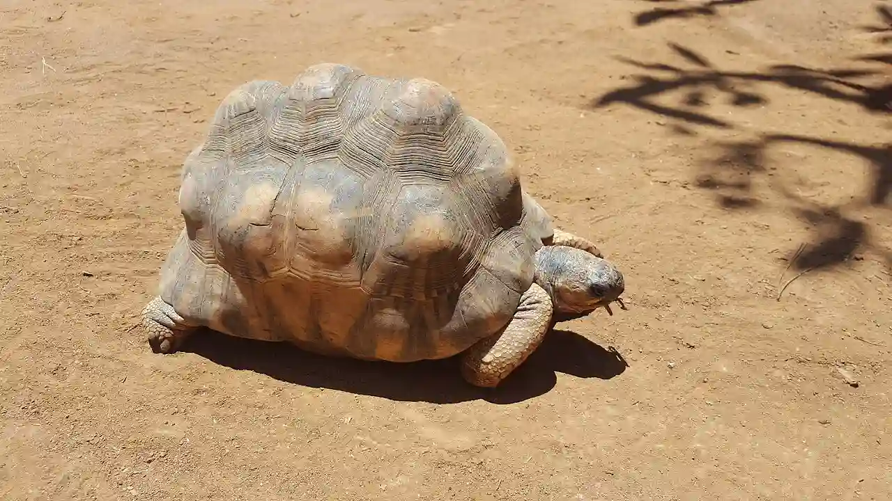 Angonoka tortoise in Antananarivo