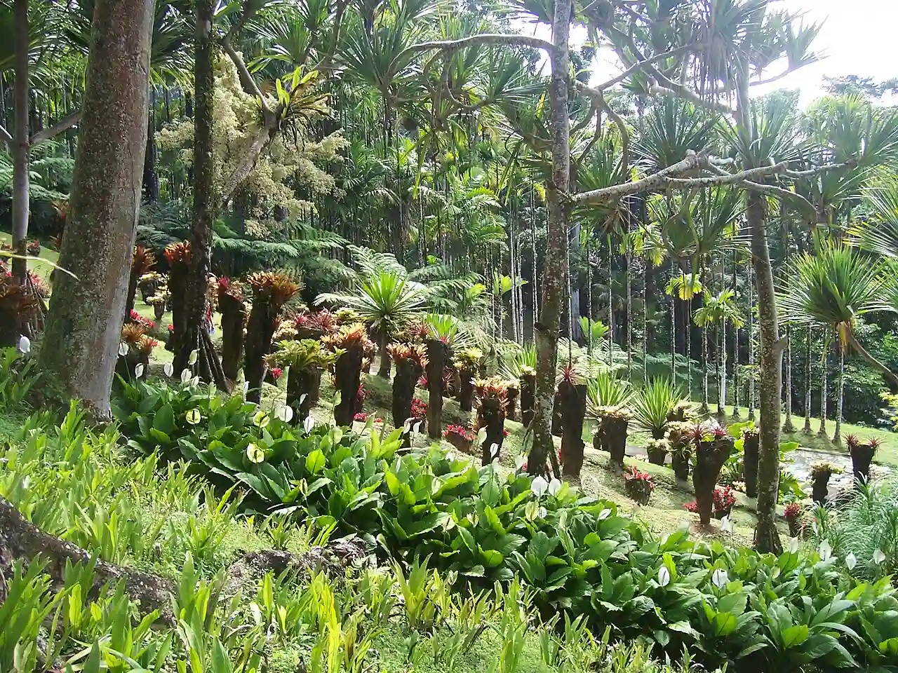 Jardin Balata 1