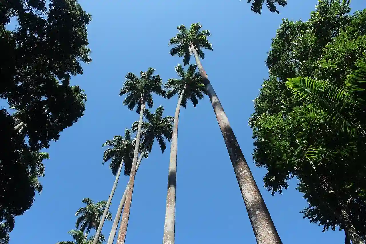 Arvore parque lage