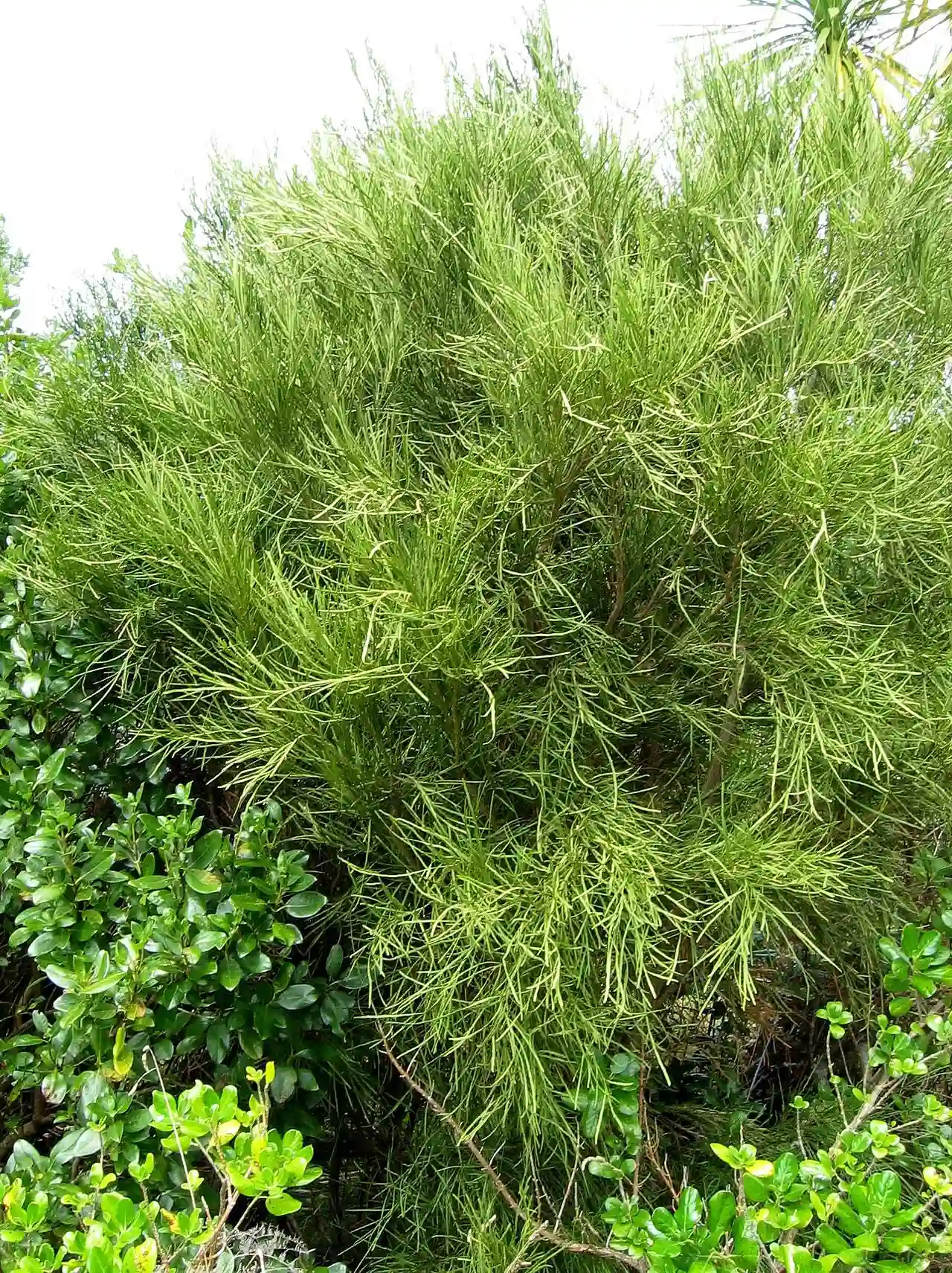 North Island Broom
