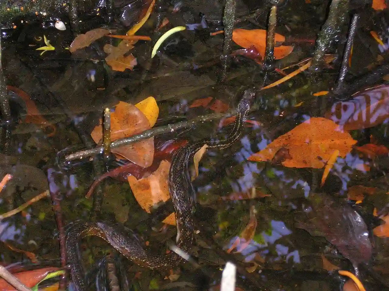 Nerodia clarkii