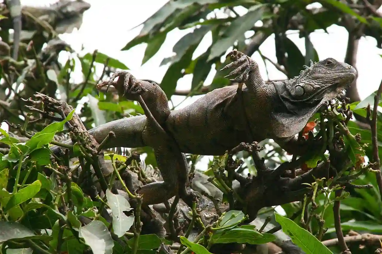 Schwarzleguan