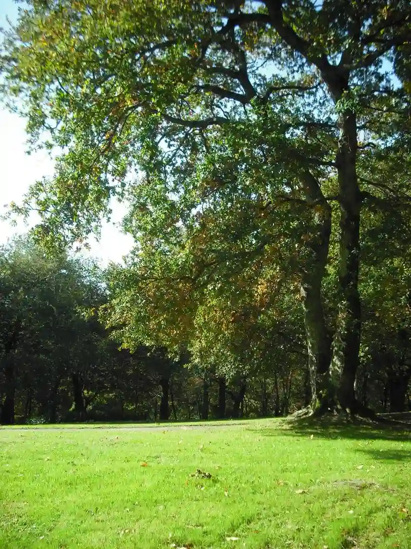 Parc de San Domingos de Bonaval